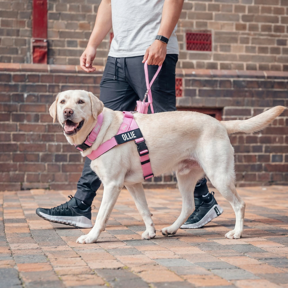 Dog Lovers Pack