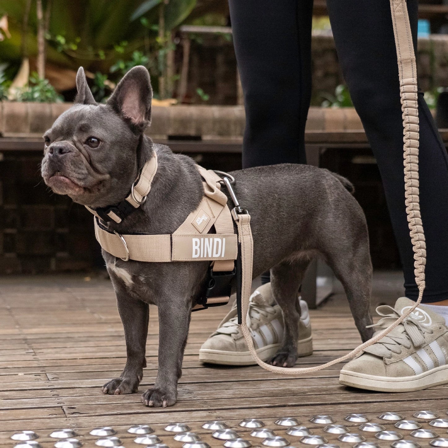 Dog Lovers Pack - Brown