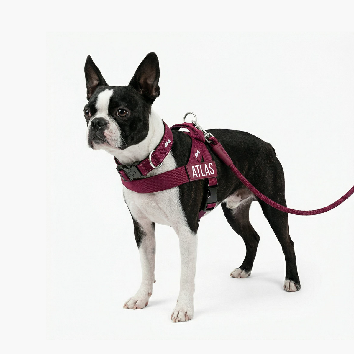 Dog Lovers Pack