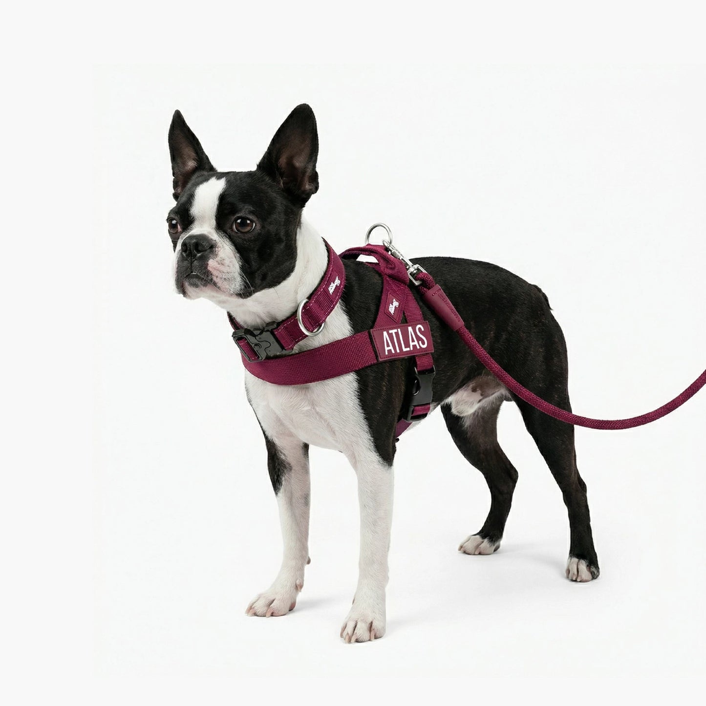 Dog Lovers Pack - Burgundy