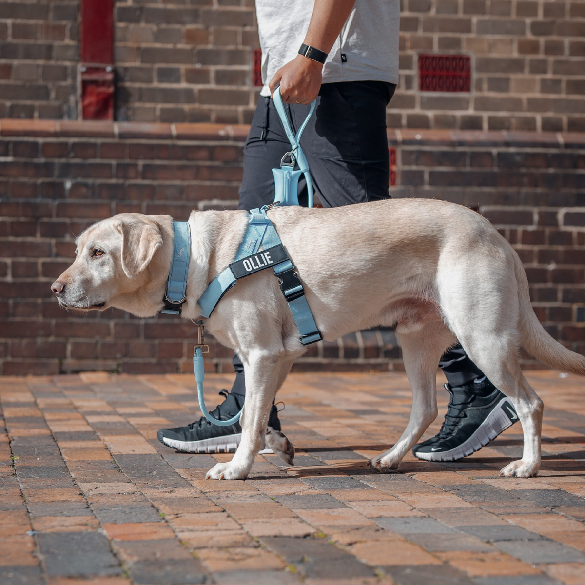 Dog Lovers Pack