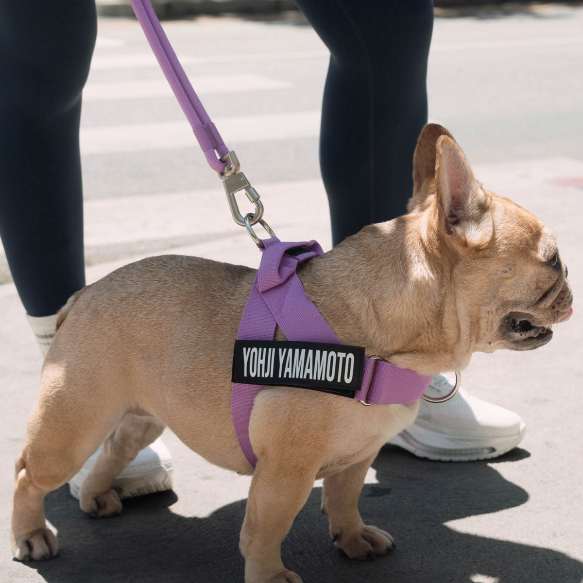 Purple hands-free dog leash attached to a brown dog wearing a purple harness.