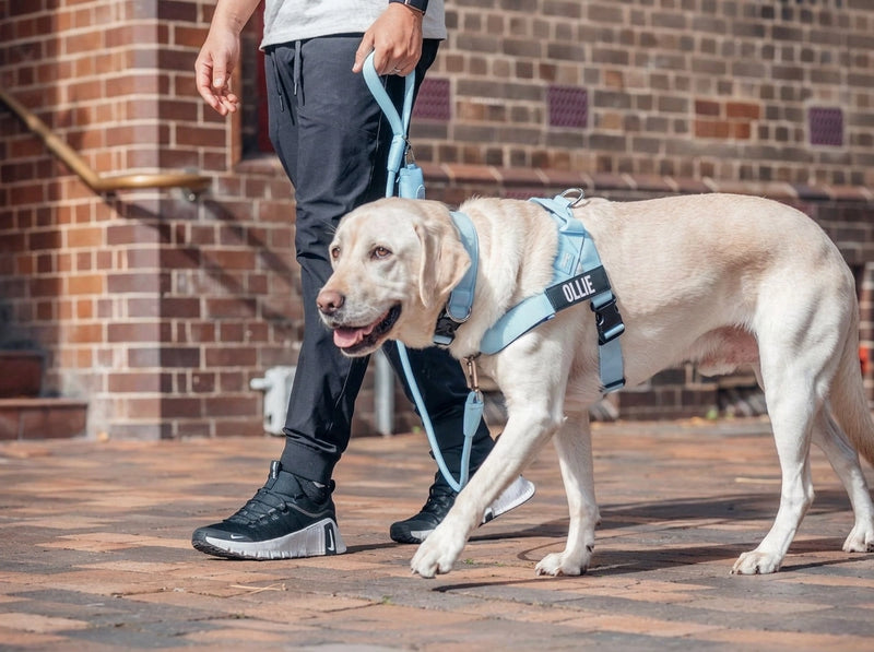Walk Diagnostic