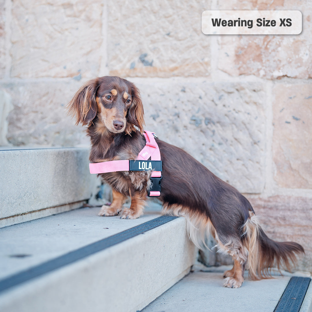 Dog Harness - Pink