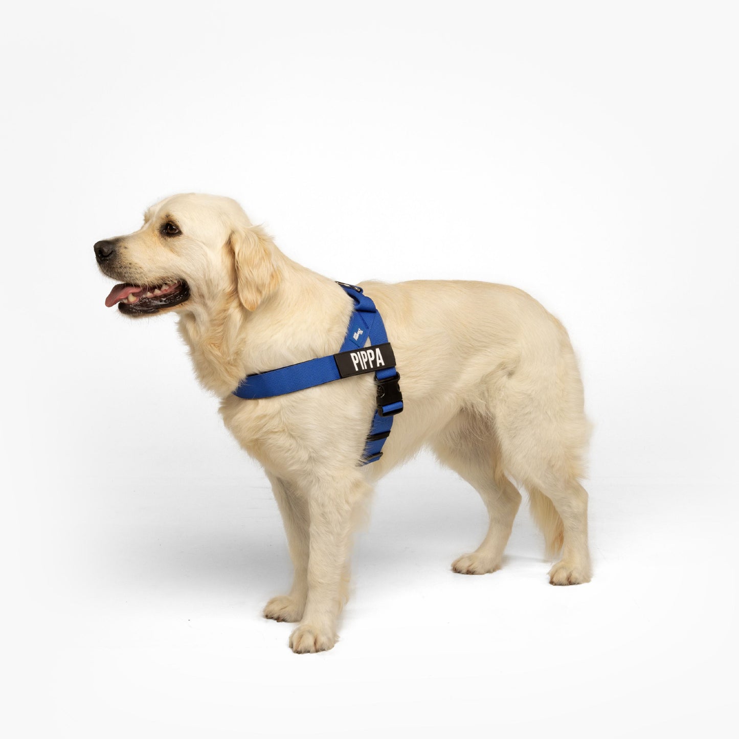 Personalised Dog Harness