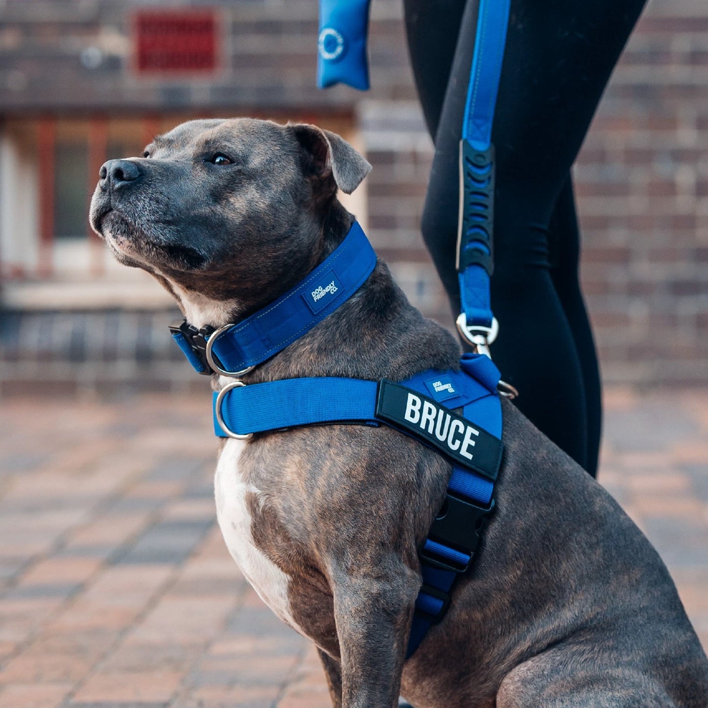 Personalised Dog Harness