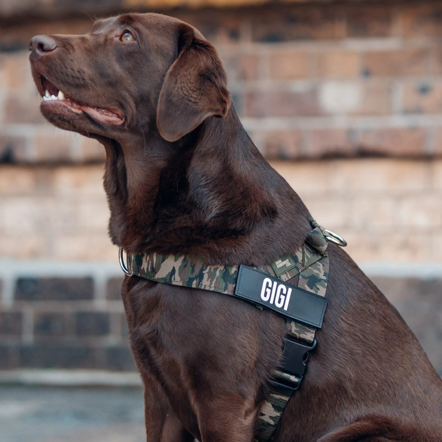 Personalised Dog Harness
