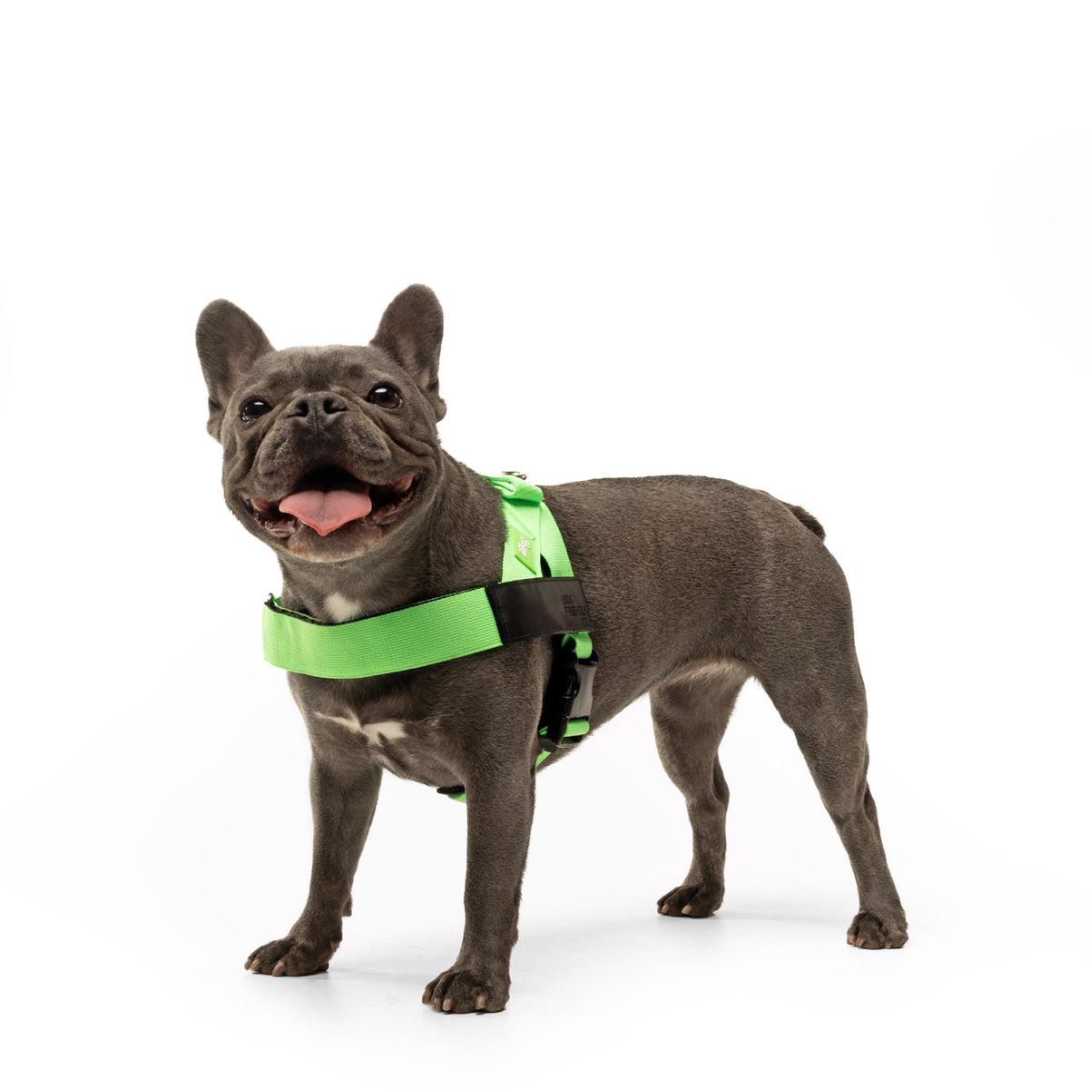 Personalised Dog Harness