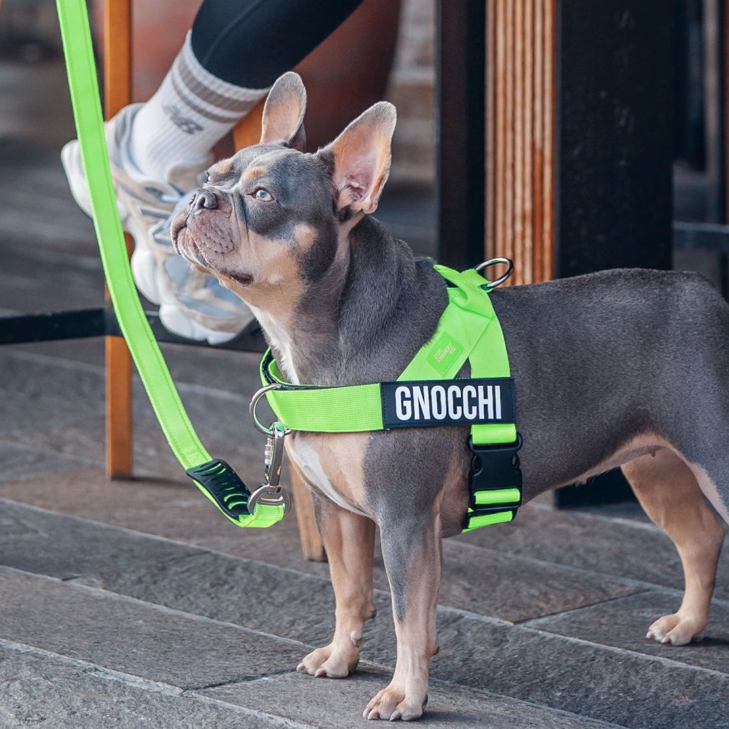 Personalised Dog Harness
