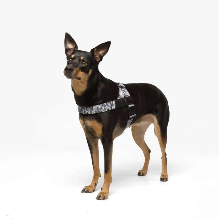 Personalised Dog Harness - Grey Camo