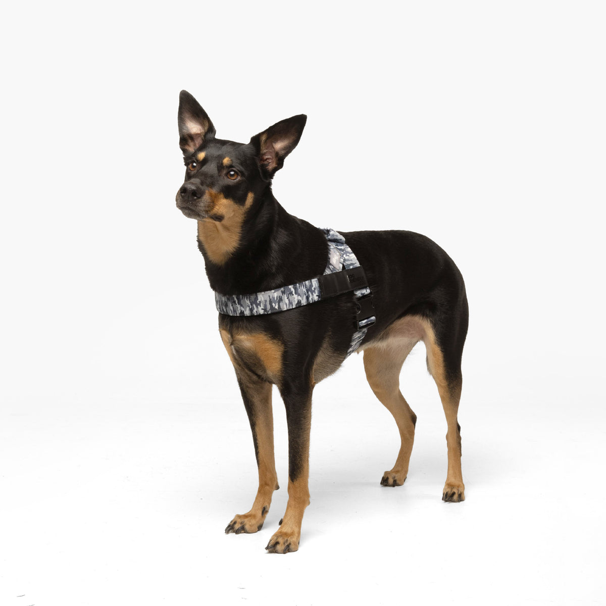 Personalised Dog Harness