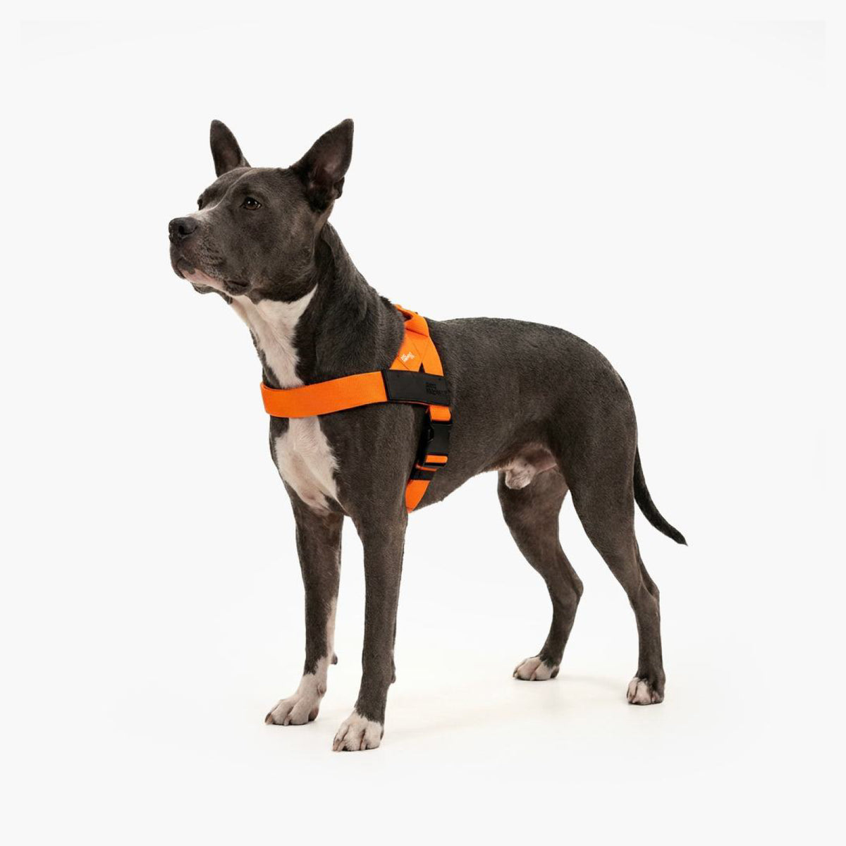 Personalised Dog Harness