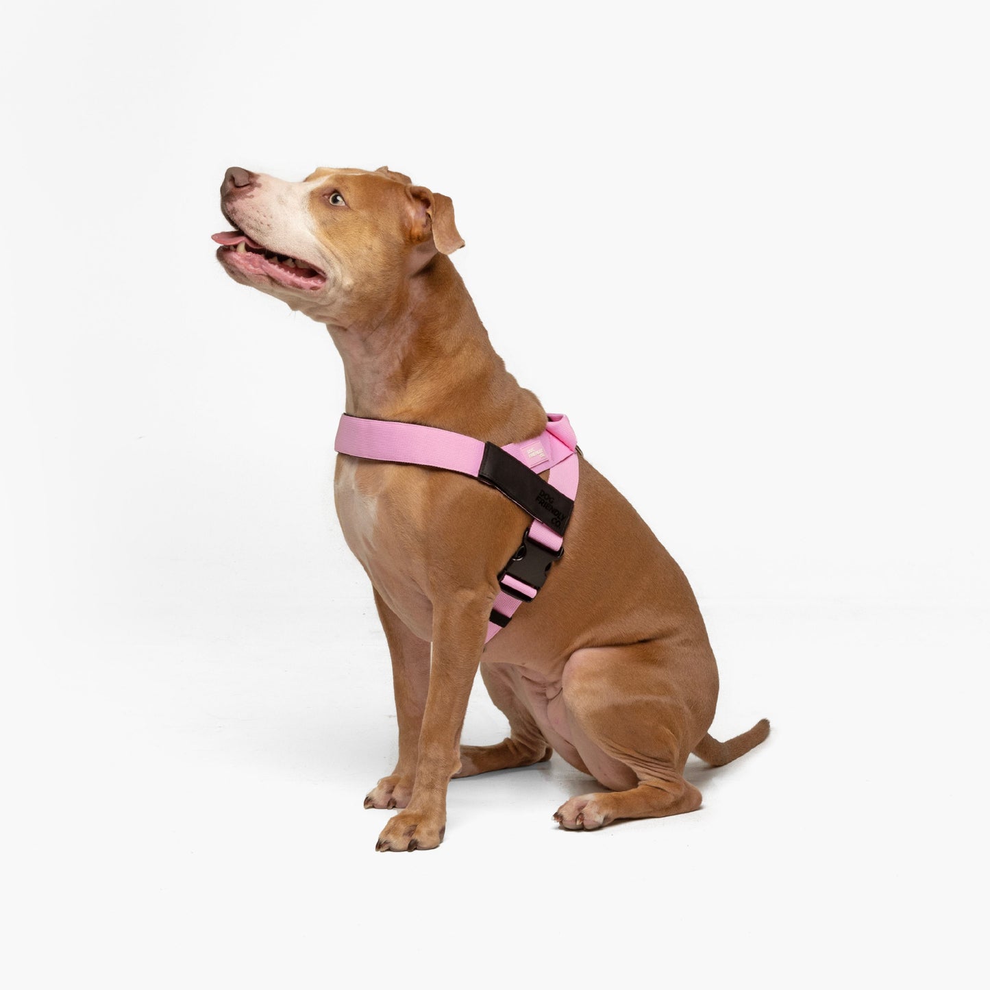 Personalised Dog Harness