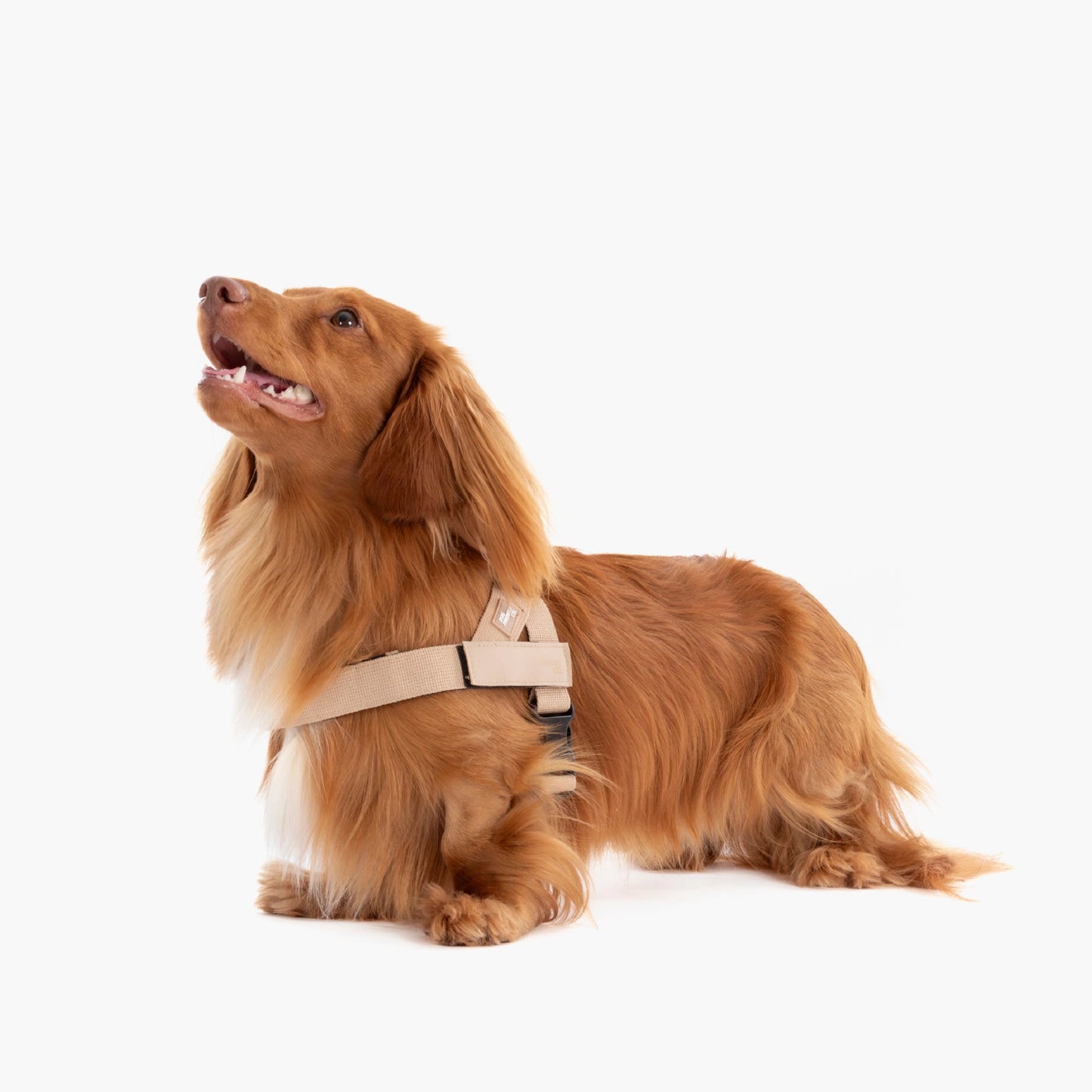 Personalised Dog Harness