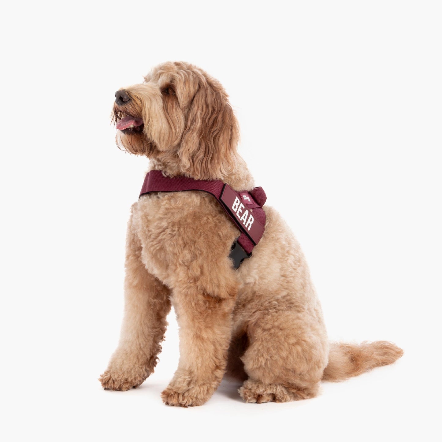 Personalised Dog Harness