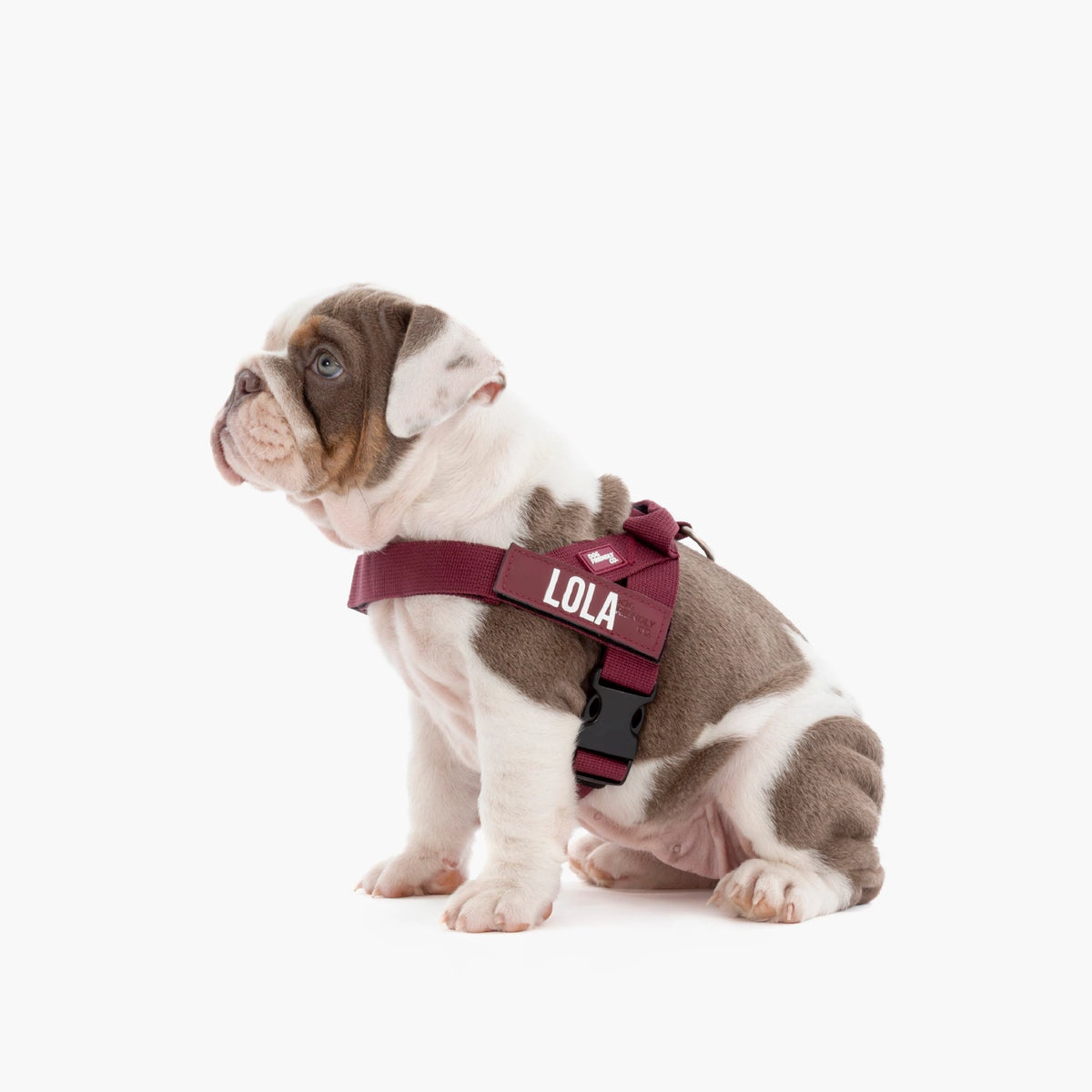 Personalised Dog Harness