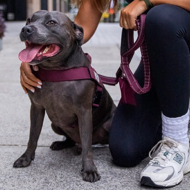 Personalised Dog Harness - Burgundy