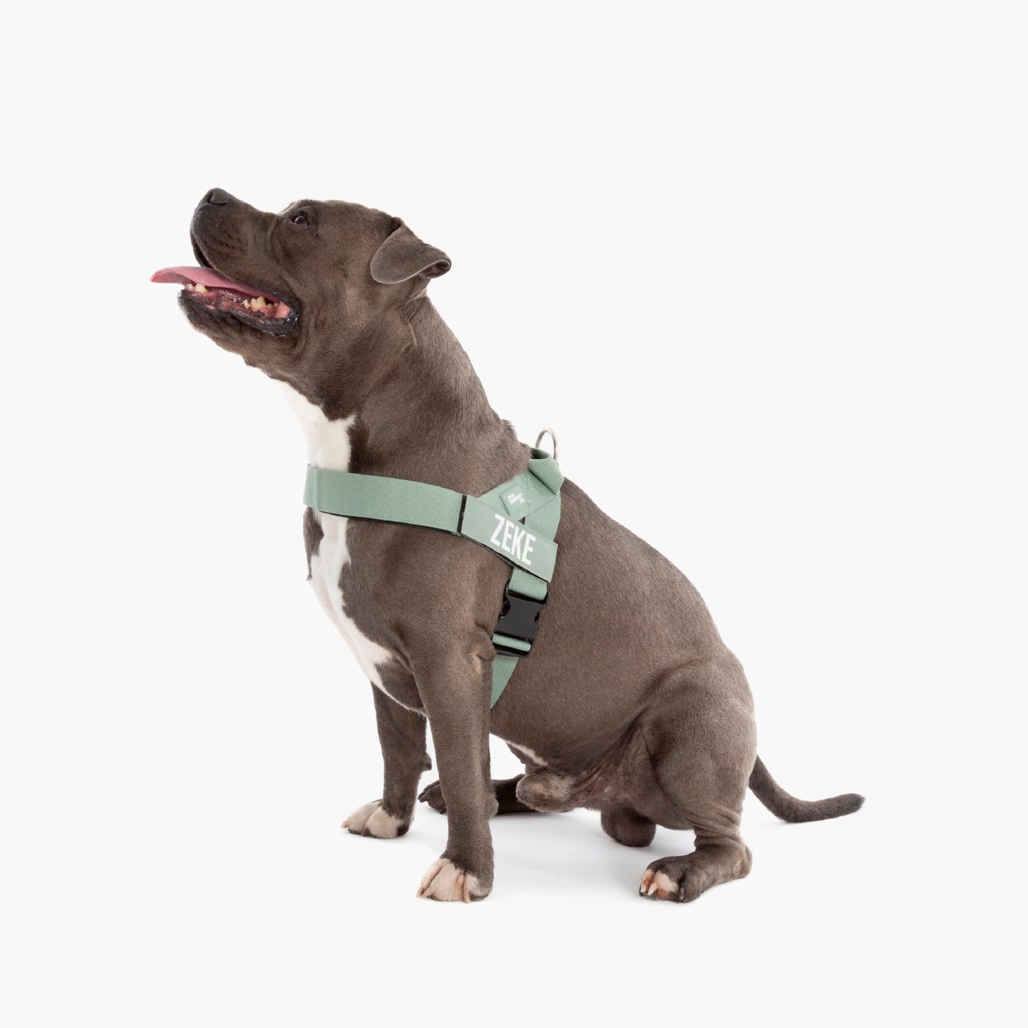 Personalised Dog Harness