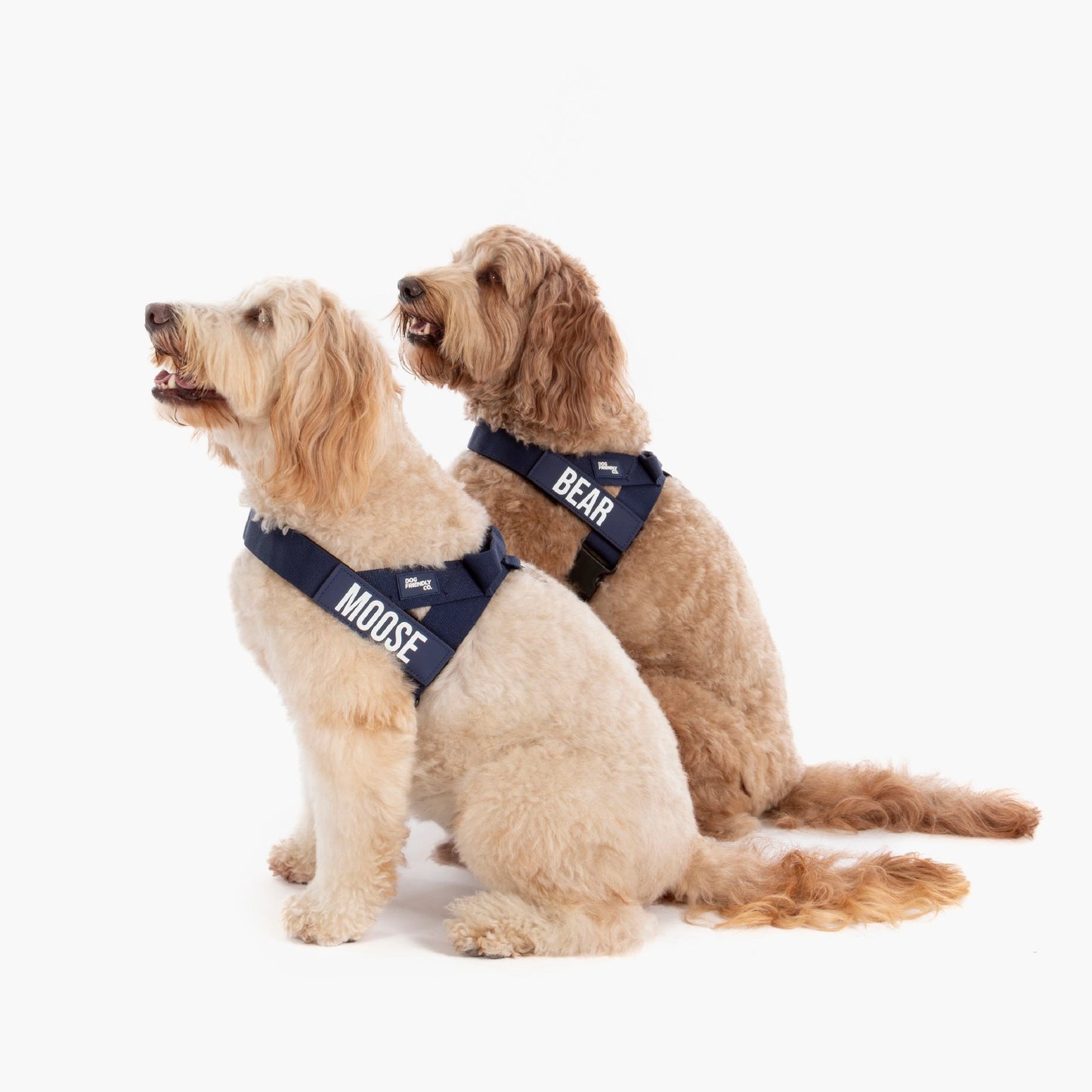 Personalised Dog Harness