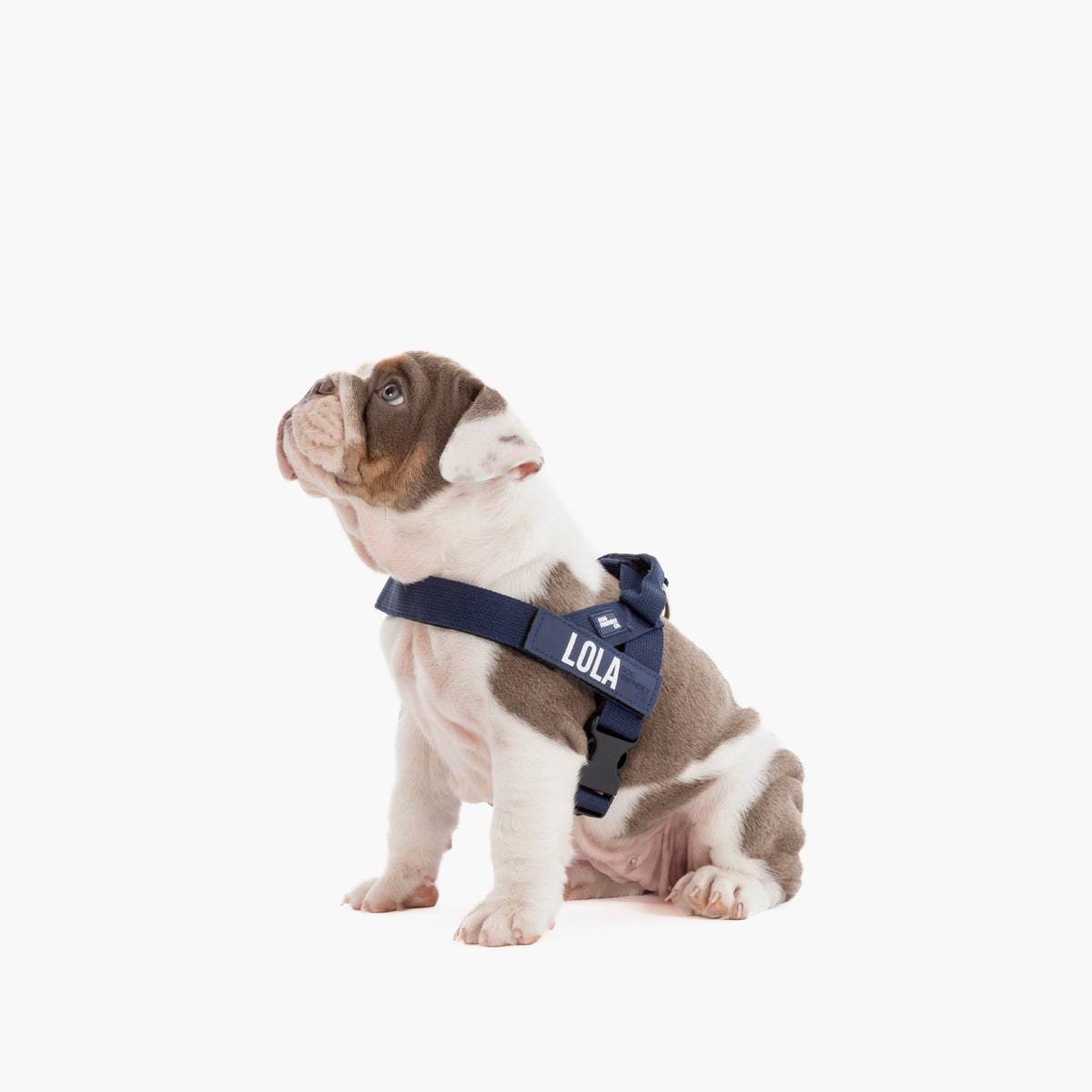 Personalised Dog Harness