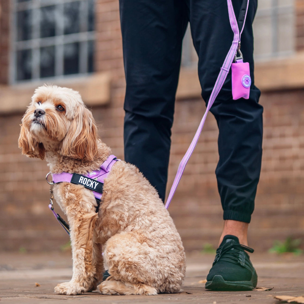 Personalised Dog Harness
