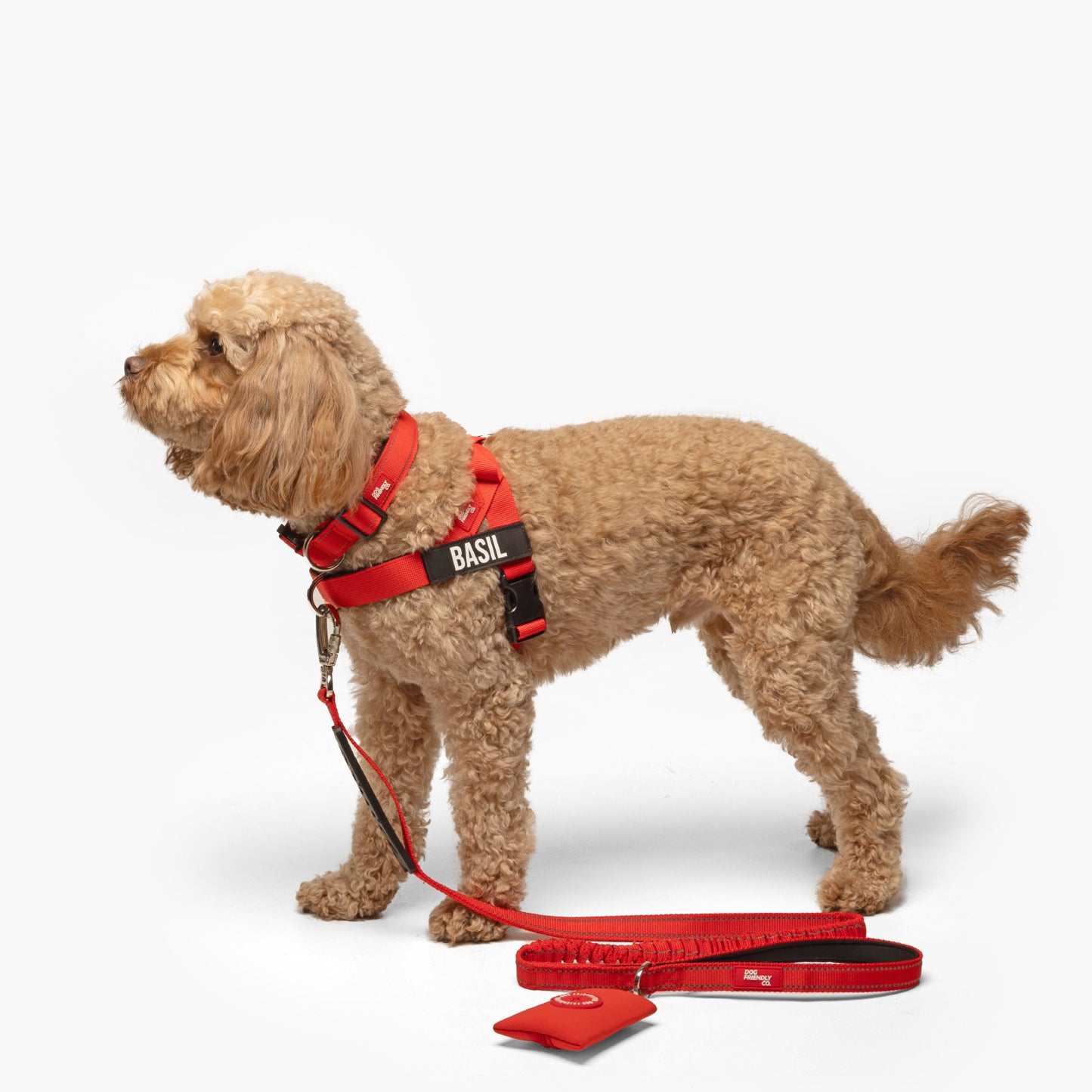 Personalised Dog Harness