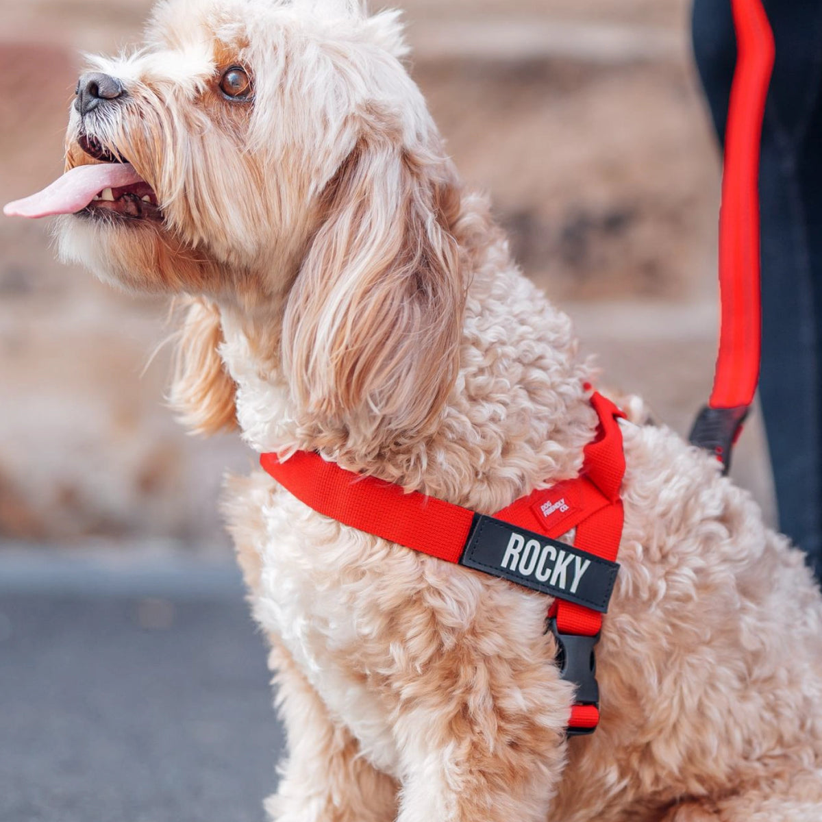 Personalised Dog Harness
