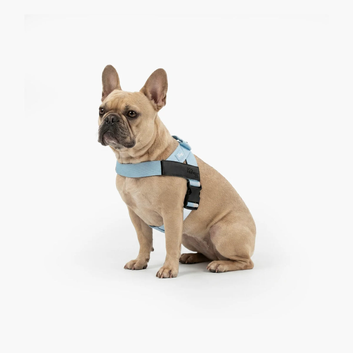 Fawn French bulldog sitting on a white background, wearing the sky blue Dog Friendly Co. no-pull harness