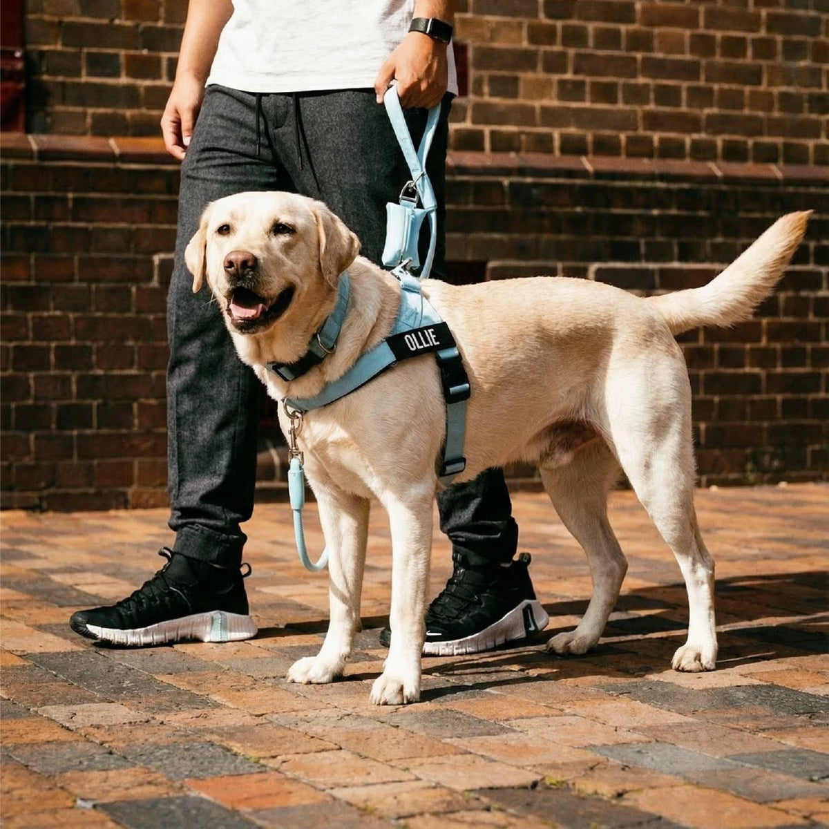 Personalised Dog Harness