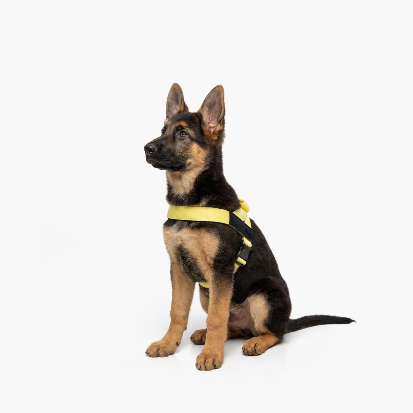 Personalised Dog Harness