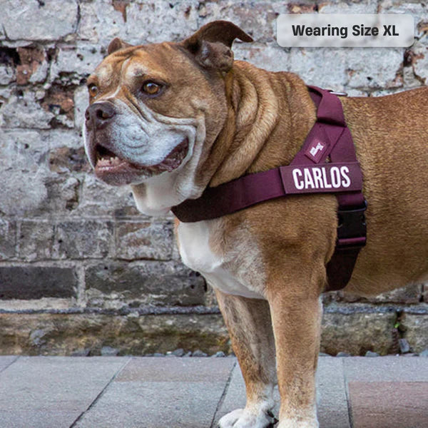 Dog Harness + FREE D-ring