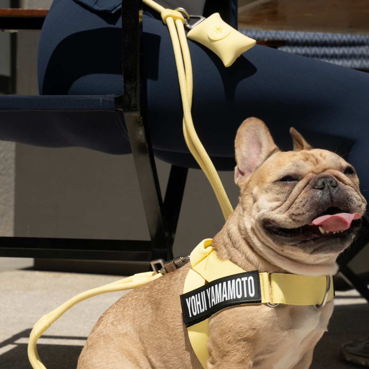 Yellow poop bag holder clipped to a dog leash during a walk