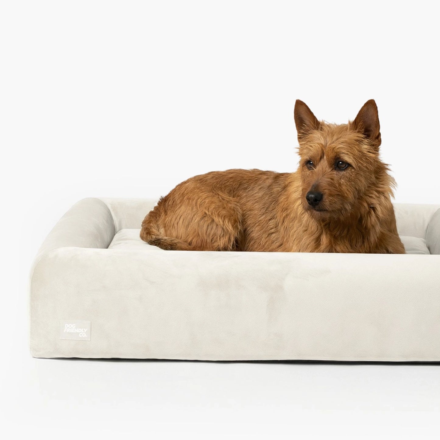 Premium Orthopedic Memory Foam Dog Bed - Beige (Medium) (LP)