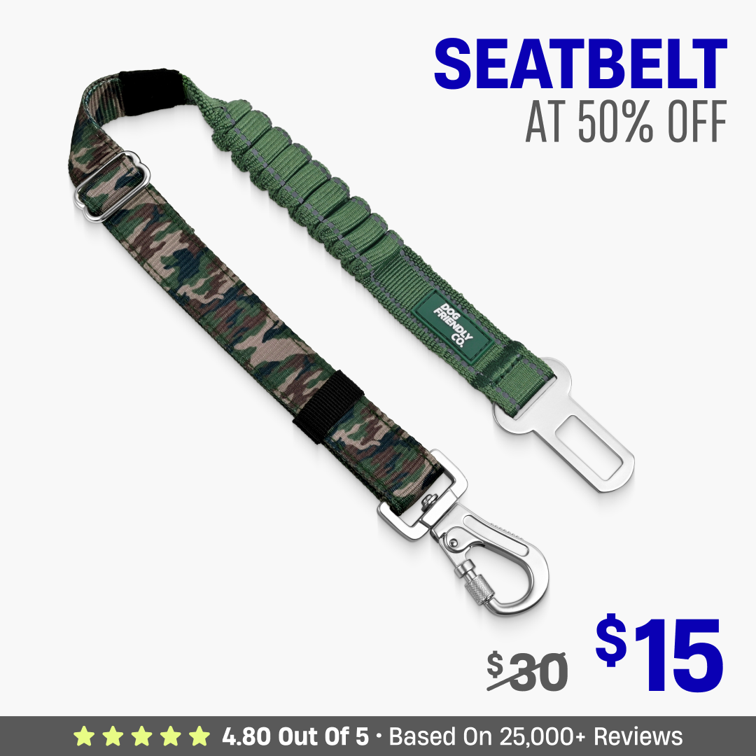 Dog Seat Belt
