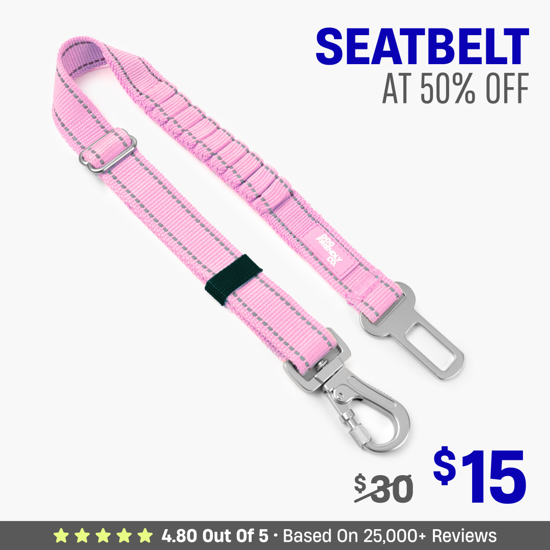 Dog Seat Belt