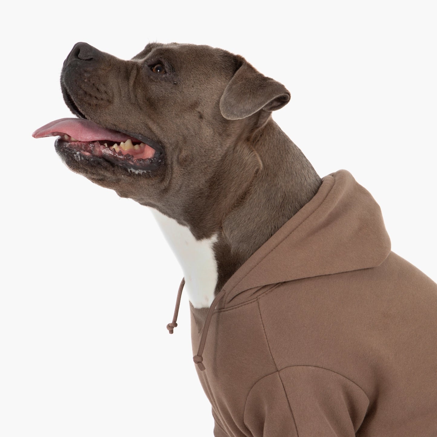 Signature Dog Hoodie - Brown