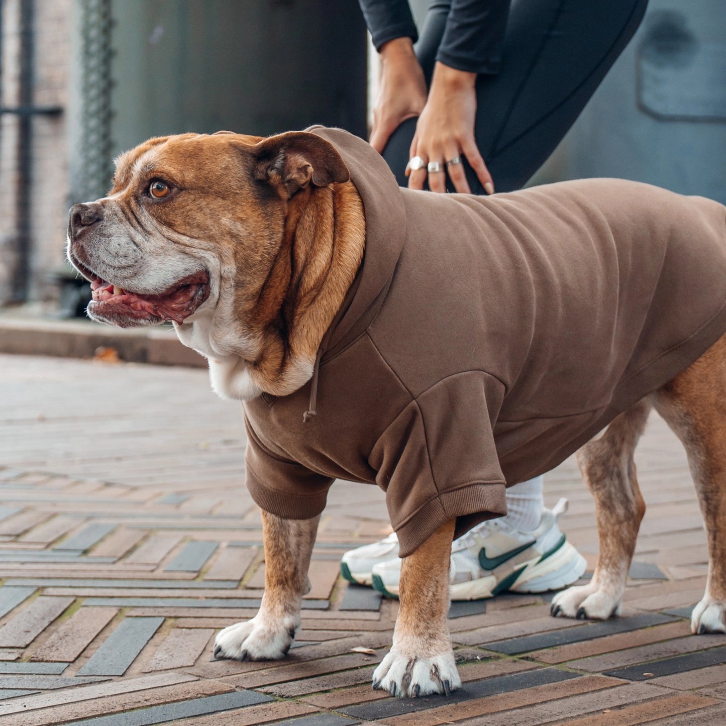 Signature Dog Hoodie - Brown