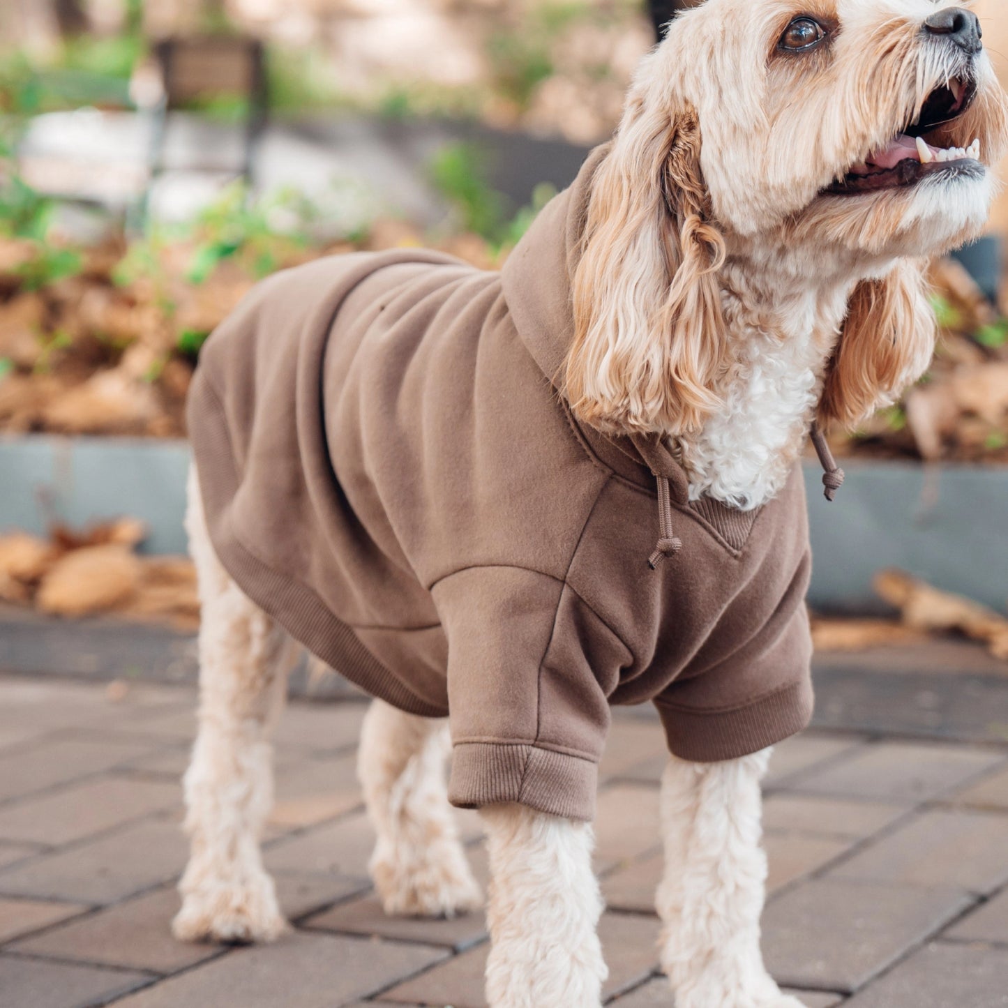 Signature Dog Hoodie - Brown