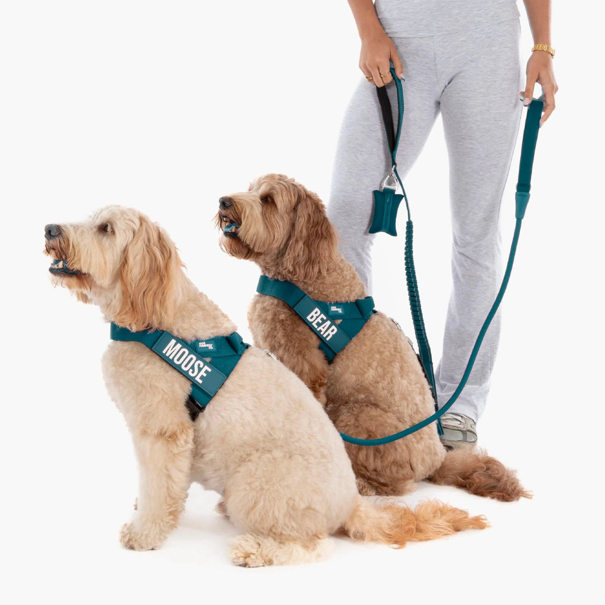 Two doodles in Forest harnesses with the names MOOSE and BEAR, their owner holding the bungee leash and poop bag holder