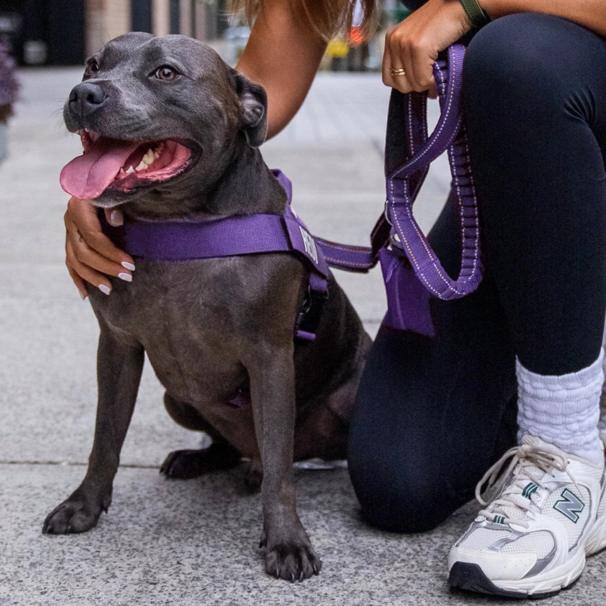Smiling Staffy in the Indigo harness and bungee leash, held by its owner on a street