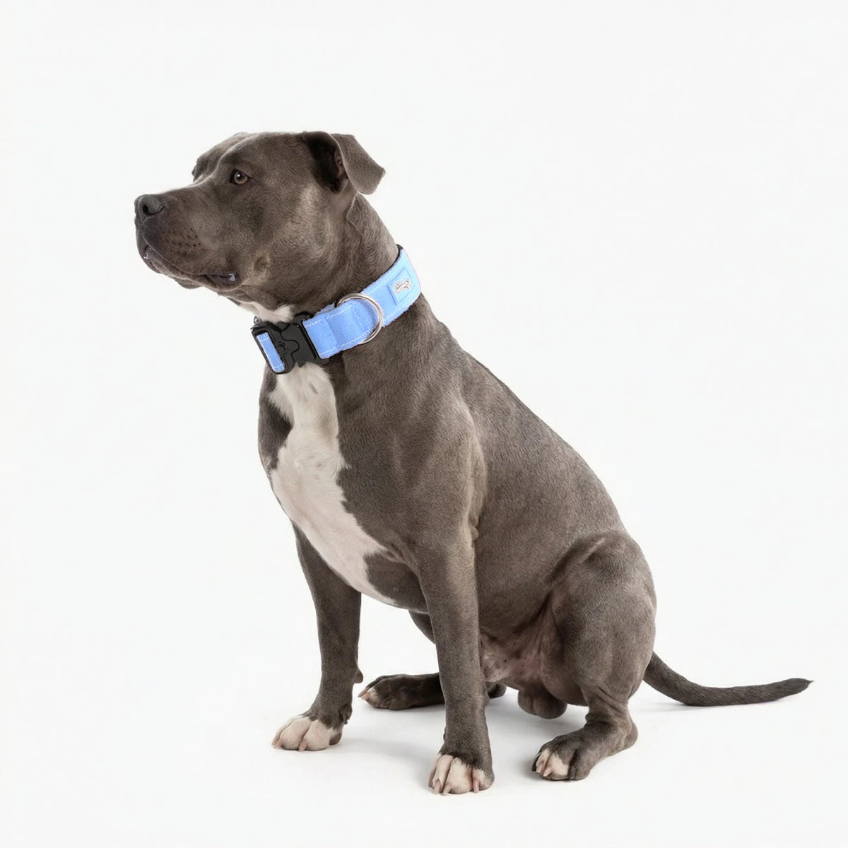Staffy sitting in the Air tactical collar
