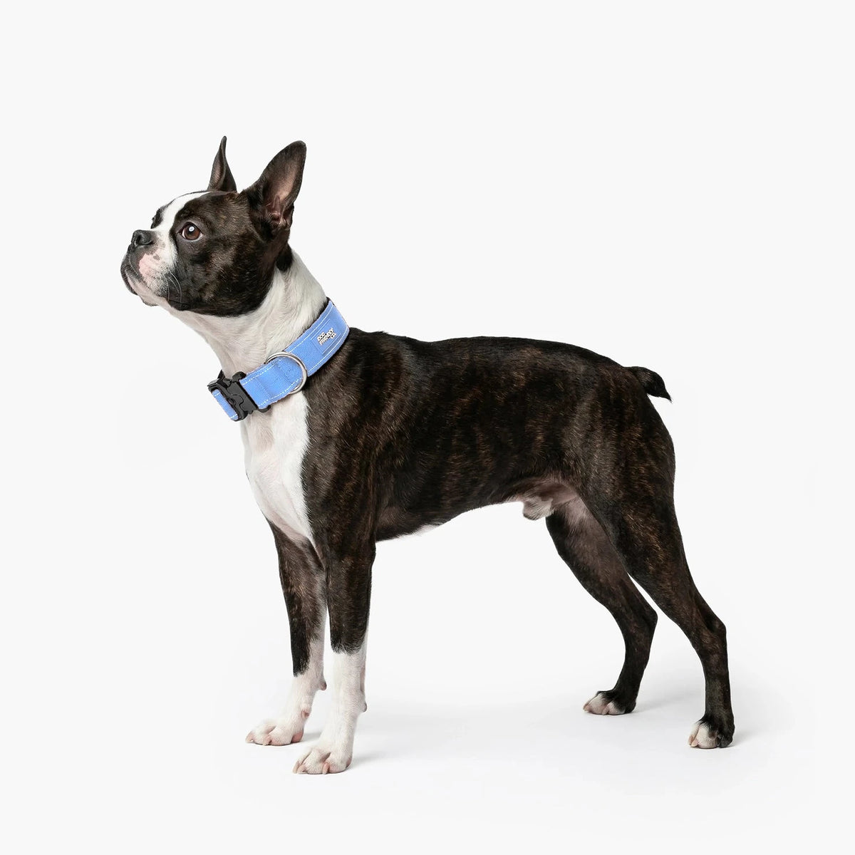 Boston terrier in the Air tactical collar
