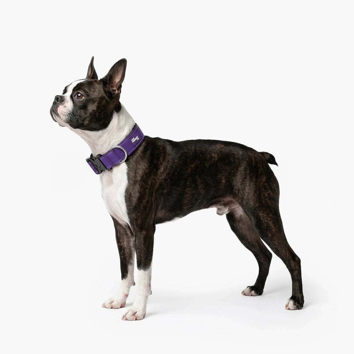 Boston terrier in the Indigo tactical collar