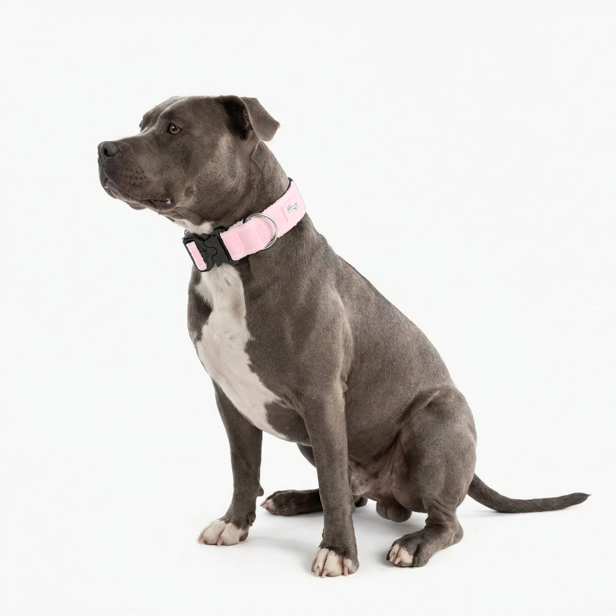 Staffy sitting in the Sakura tactical collar