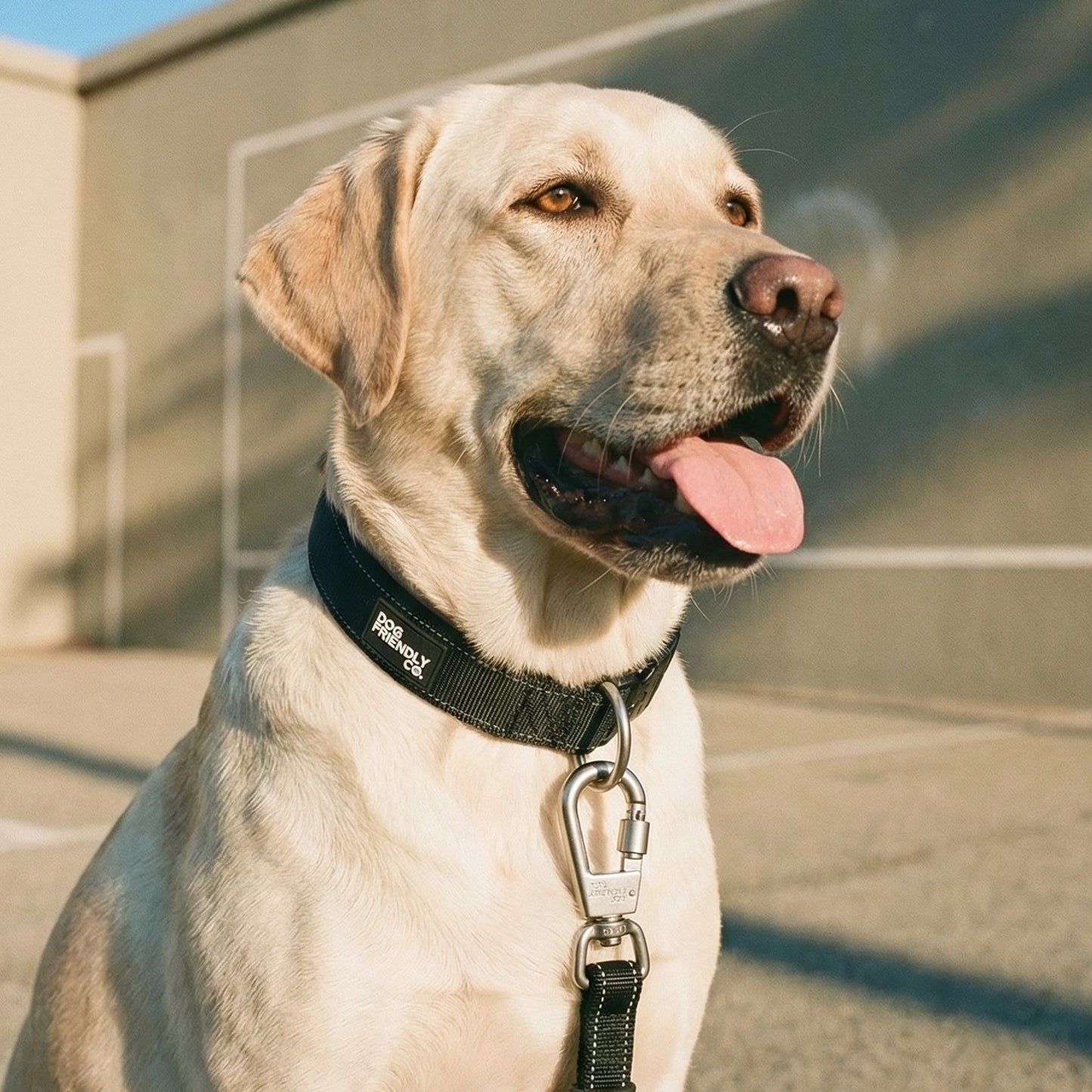 Ultimate No-Pull Bundle - Black