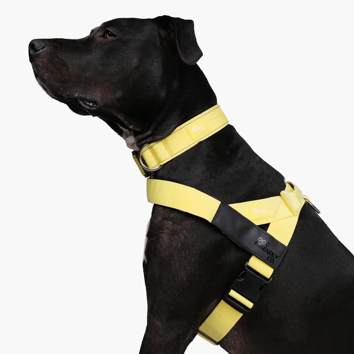 Dog Lovers Pack - Yellow