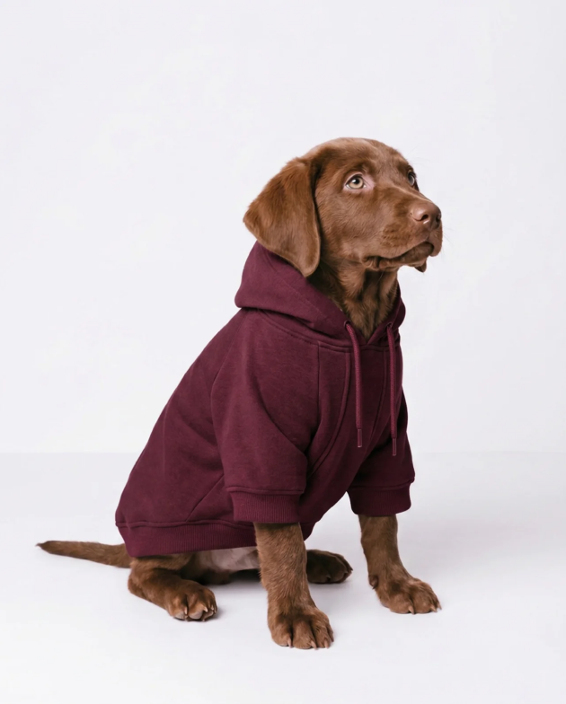 Dog Hoodie – Burgundy – on a dog