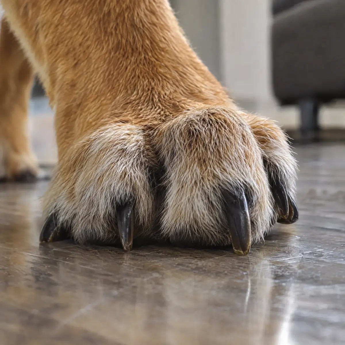 A dog’s bare paw on a shiny hard floor, nails unable to grip