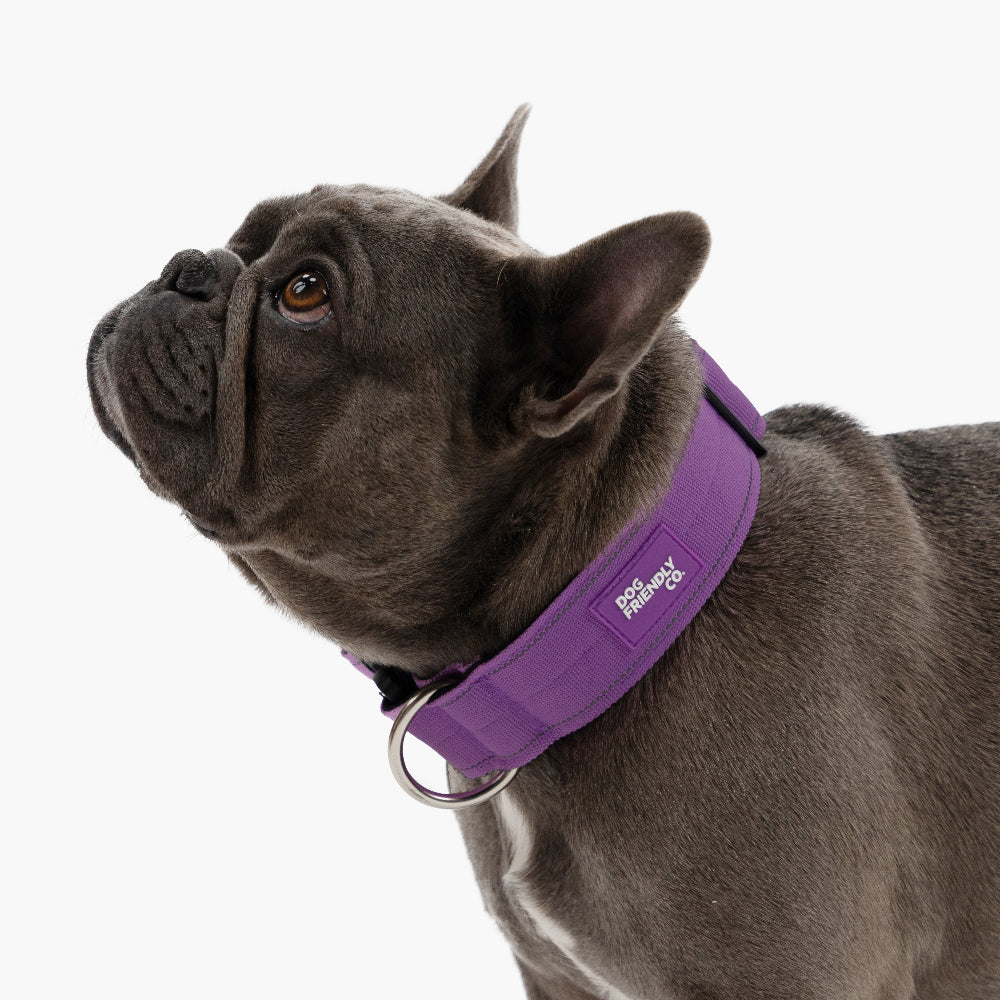 Dog Lovers Pack - Purple