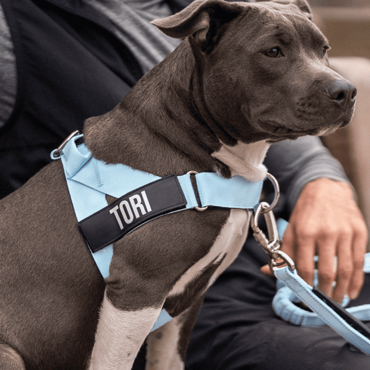Personalised Dog Harness - Sky Blue